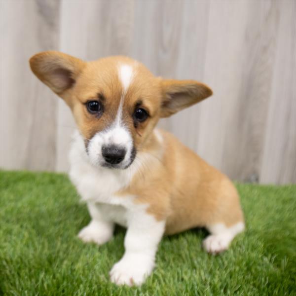 Pembroke Welsh Corgi-DOG-Female-Red-7775-Petland Robinson, Pittsburgh, PA