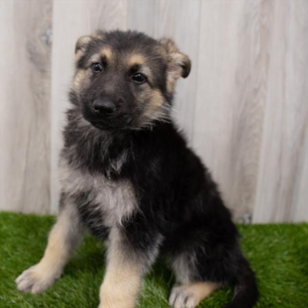 German Shepherd-DOG-Female-Black / Tan-7776-Petland Robinson, Pittsburgh, PA