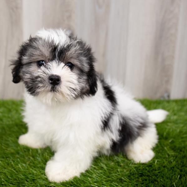 Shorkie-DOG-Female-Black / White-7777-Petland Robinson, Pittsburgh, PA