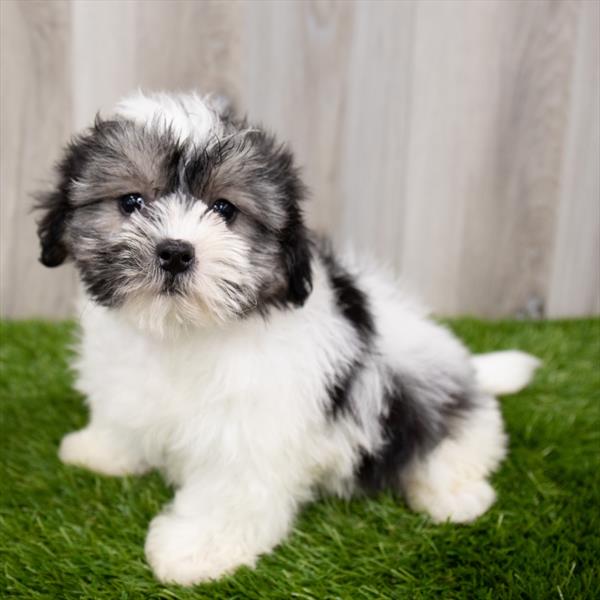 Shorkie-DOG-Female-Black / White-7777-Petland Robinson, PA