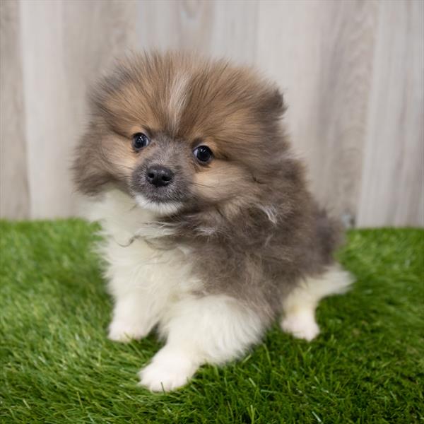 Pomeranian DOG Male Sable 7778 Petland Robinson, PA