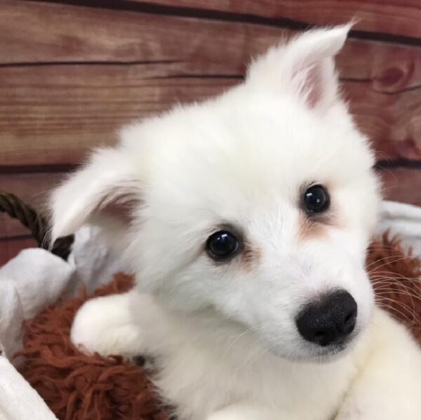 American Eskimo-DOG-Male-White-7779-Petland Robinson, PA