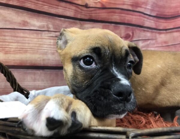 Valley Bulldog DOG Female Red 7789 Petland Robinson, PA