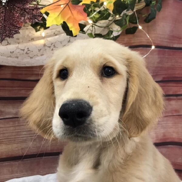 Golden Retriever-DOG-Male-Golden-7790-Petland Robinson, Pittsburgh, PA