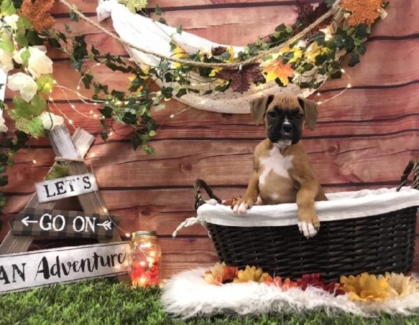 Boxer-DOG-Female-Fawn-7792-Petland Robinson, Pittsburgh, PA
