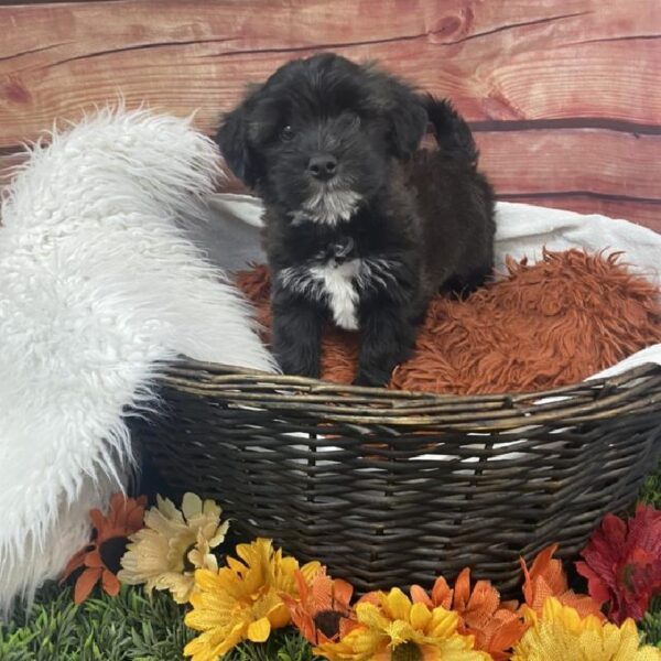 Morkie-DOG-Male-Black-7806-Petland Robinson, Pittsburgh, PA