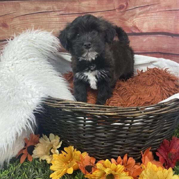 Morkie DOG Male Black 7806 Petland Robinson, PA