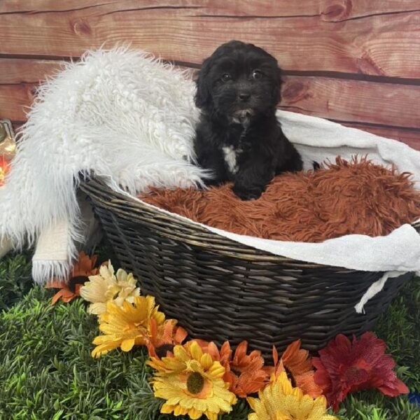Teddy Bear-DOG-Female-Black-7804-Petland Robinson, Pittsburgh, PA