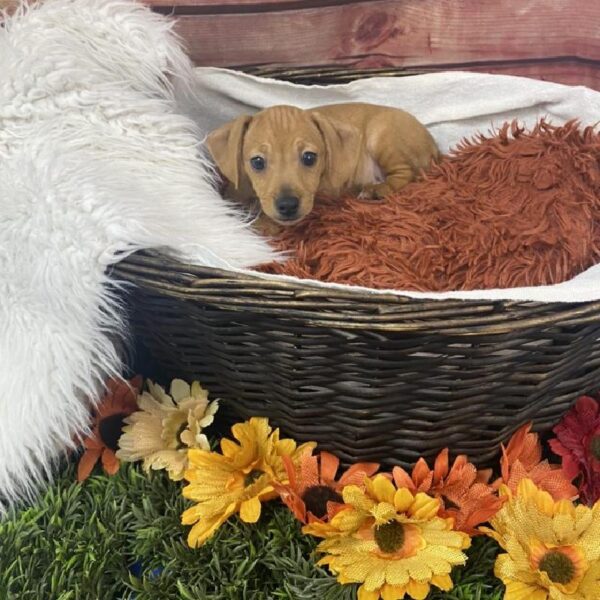 Dachshund-DOG-Male-Red-7800-Petland Robinson, Pittsburgh, PA