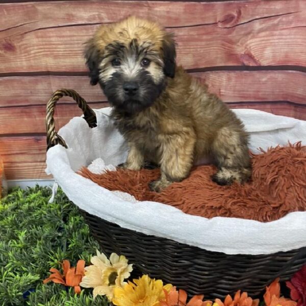 Soft Coated Wheaten Terrier DOG Male Wheaten 7805 Petland Robinson, PA