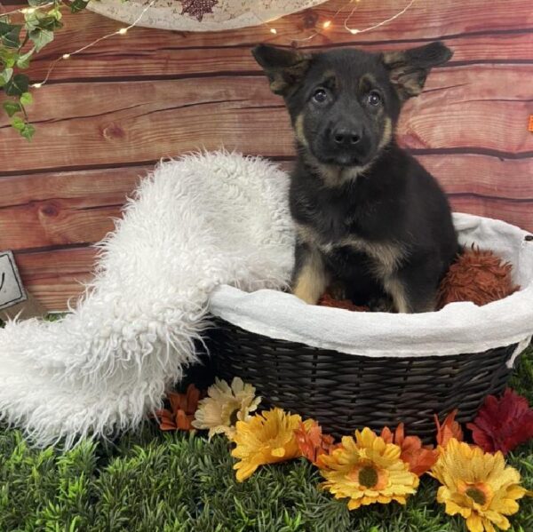 German Shepherd DOG Male Black / Tan 7802 Petland Robinson, PA