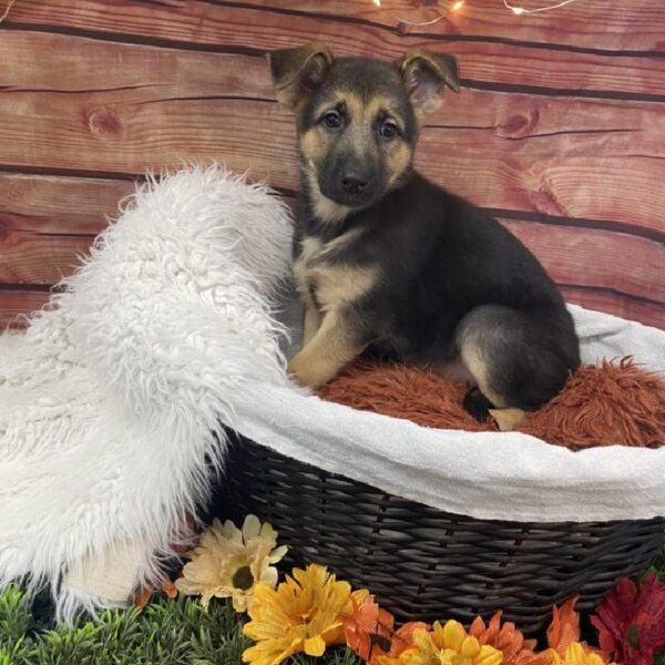 German Shepherd DOG Female Black / Tan 7801 Petland Robinson, PA