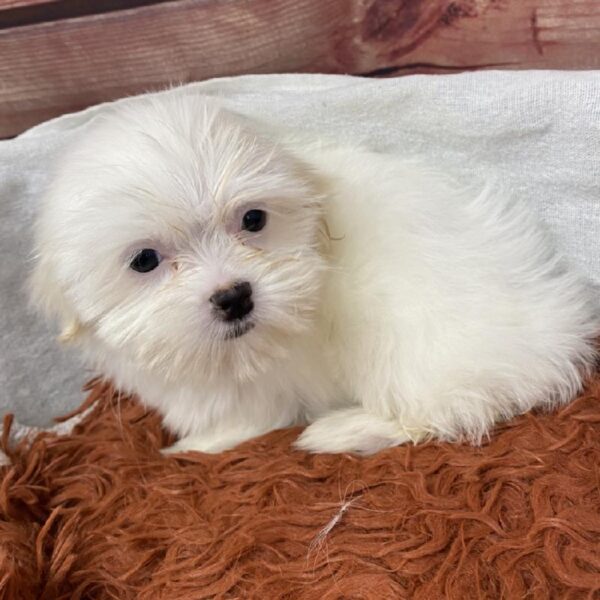 Shorkie DOG Female White 7803 Petland Robinson, PA