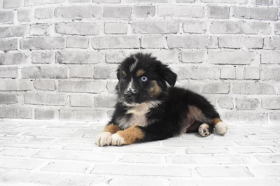 Australian Shepherd DOG Male Black and White 7807 Petland Robinson, PA