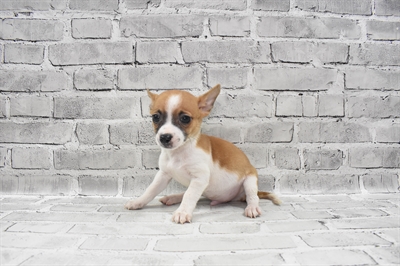 Chihuahua-DOG-Male-Fawn and White-7808-Petland Robinson, Pittsburgh, PA