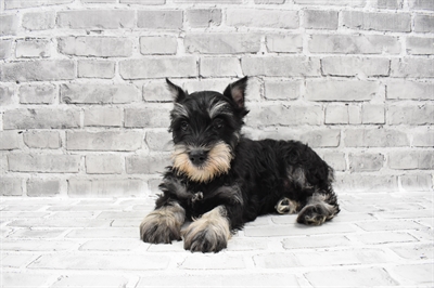 Mini Schnauzer-DOG-Male-Black and Silver-7809-Petland Robinson, Pittsburgh, PA