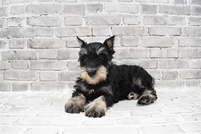 Mini Schnauzer DOG Male Black and Silver 7809 Petland Robinson, PA