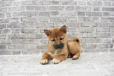 Shiba Inu-DOG-Male-Red-7810-Petland Robinson, Pittsburgh, PA