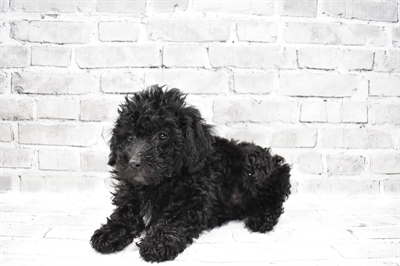 Bichon- Poo-DOG-Male-Black-7811-Petland Robinson, Pittsburgh, PA
