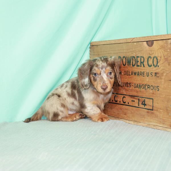Dachshund-DOG-Male-Chocolate / Tan-7817-Petland Robinson, Pittsburgh, PA