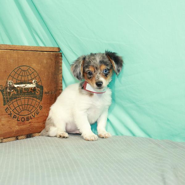 Chiweenie-DOG-Male-Black / Tan-7818-Petland Robinson, PA