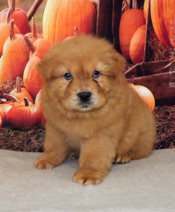 Chow Chow DOG Male Red 7819 Petland Robinson, PA