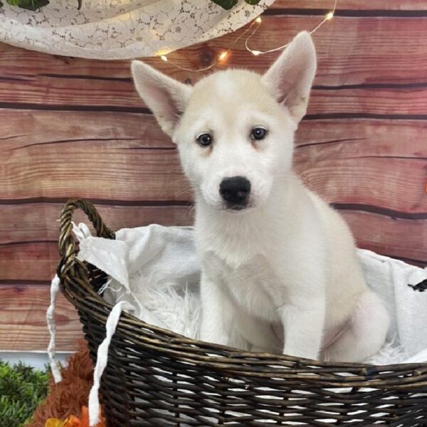 Malkita-DOG-Female-Fawn-7844-Petland Robinson, Pittsburgh, PA