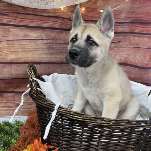 Malkita-DOG-Male-Fawn Black Overlay-7843-Petland Robinson, Pittsburgh, PA