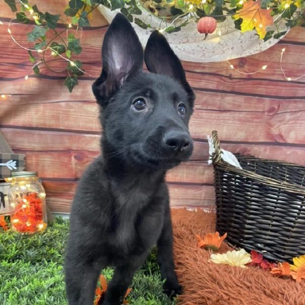 German Shepherd DOG Female Black 7839 Petland Robinson, PA