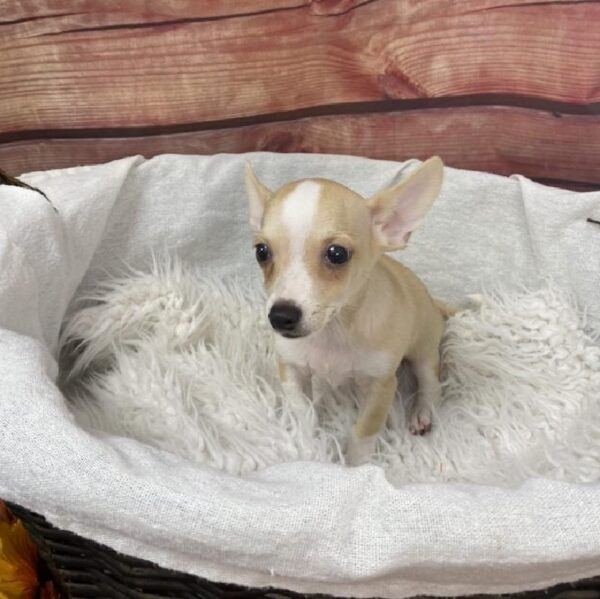 Chihuahua DOG Male Cream 7838 Petland Robinson, PA