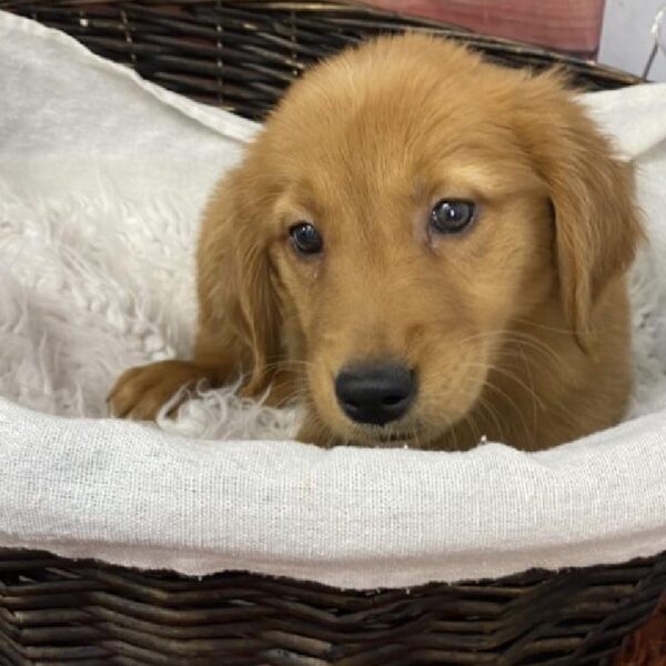 Golden Retriever DOG Female Dark Golden 7837 Petland Robinson, PA