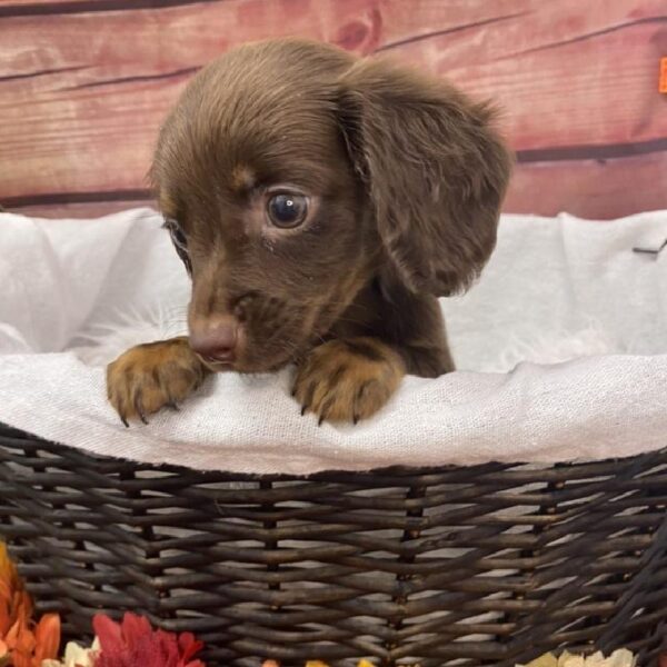 Dachshund DOG Male Chocolate / Tan 7835 Petland Robinson, PA