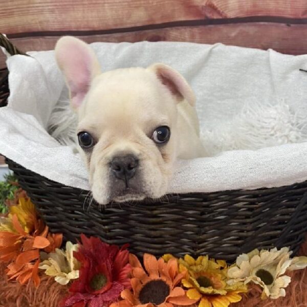 French Bulldog DOG Male Cream 7830 Petland Robinson, PA