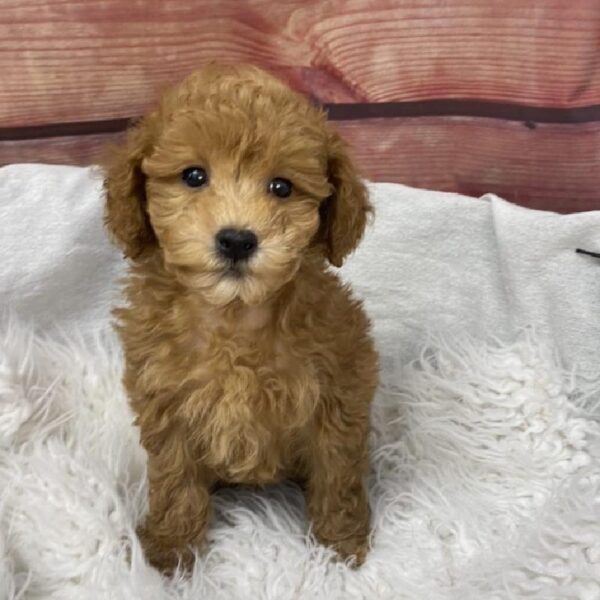 Poodle Toy-DOG-Male-Red-7840-Petland Robinson, PA