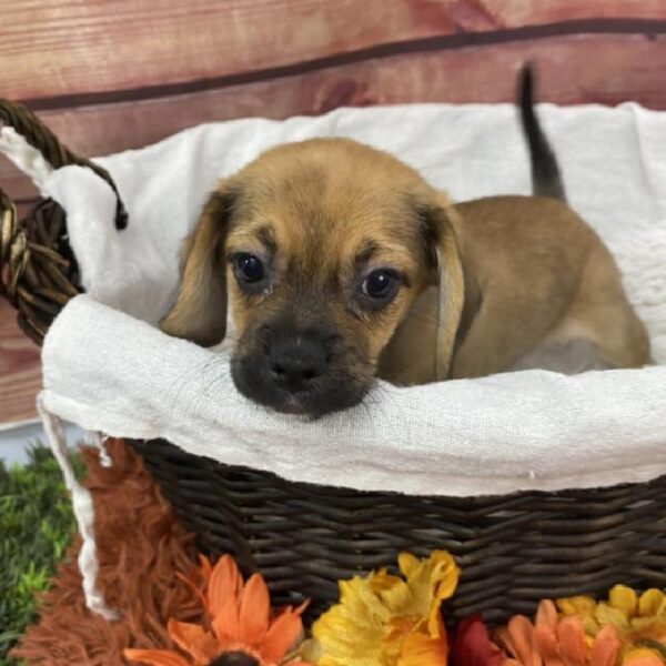 Puggle-DOG-Female-Fawn-7834-Petland Robinson, Pittsburgh, PA