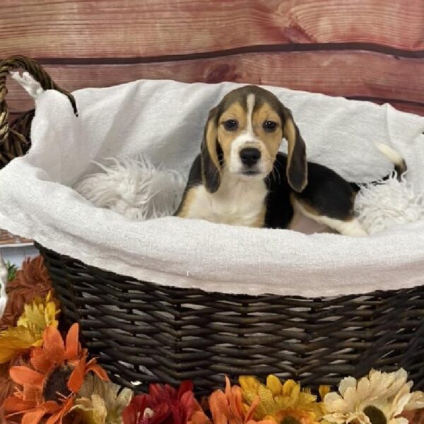 Beagle DOG Female Black White / Tan 7833 Petland Robinson, PA