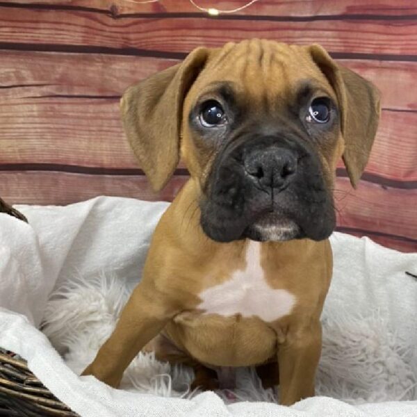 Boxer DOG Male Fawn 7831 Petland Robinson, PA