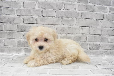 Havapoo-DOG-Female-Cream-7845-Petland Robinson, Pittsburgh, PA
