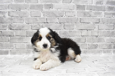 Miniature Australian Shepherd DOG Female Black White and Brown 7846 Petland Robinson, PA