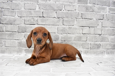 Dachshund-DOG-Female-Red-7847-Petland Robinson, Pittsburgh, PA