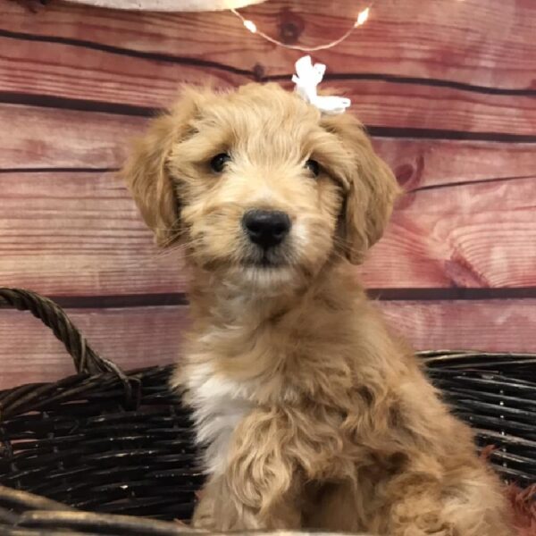 Mini Goldendoodle 2nd Gen. DOG Female Dark Golden 7855 Petland Robinson, PA