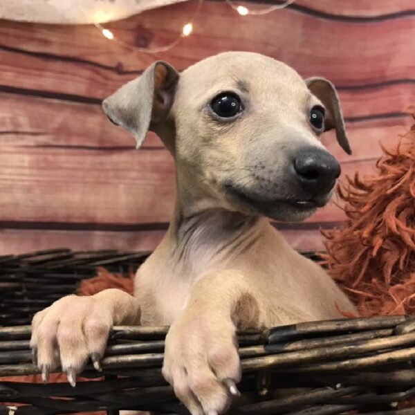 Italian Greyhound DOG Male Blue Fawn 7856 Petland Robinson, PA