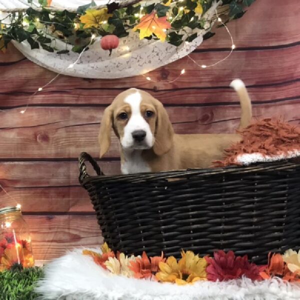 Beagle DOG Male Red / White 7854 Petland Robinson, PA