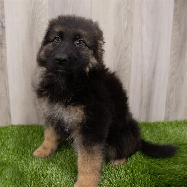 German Shepherd-DOG-Female-Black / Tan-7864-Petland Robinson, Pittsburgh, PA