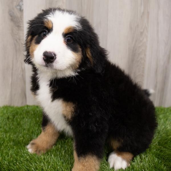 Bernese Mountain Dog-DOG-Female-Black Rust / White-7865-Petland Robinson, Pittsburgh, PA