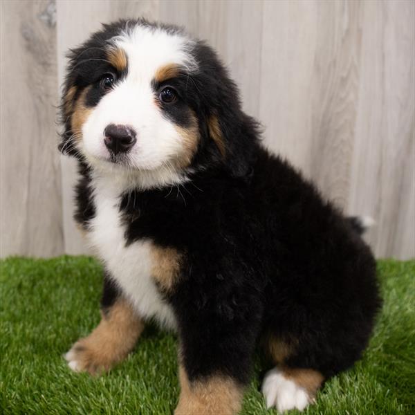 Bernese Mountain Dog DOG Female Black Rust / White 7865 Petland Robinson, PA