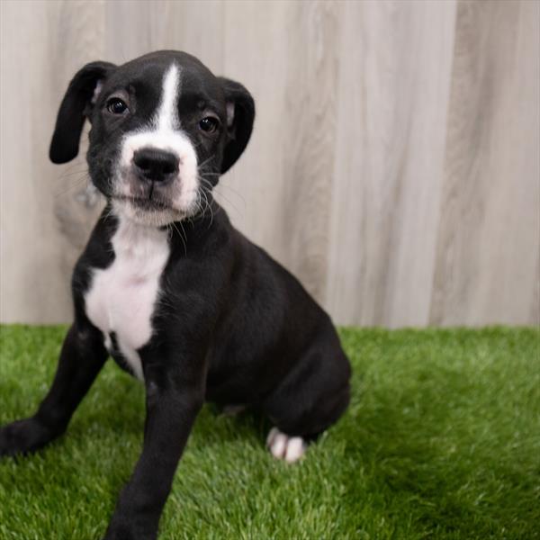 Boxer DOG Male Black / White 7866 Petland Robinson, PA