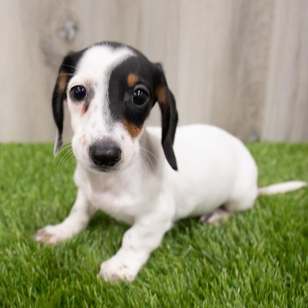 Dachshund DOG Male Black 7868 Petland Robinson, PA