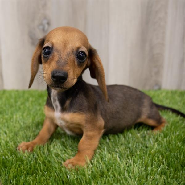 Dachshund DOG Female Wild Boar 7869 Petland Robinson, PA