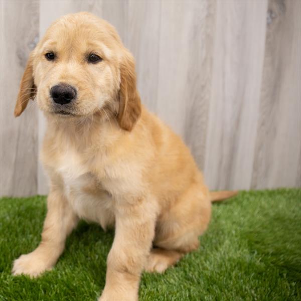 Golden Retriever DOG Male Golden 7870 Petland Robinson, PA